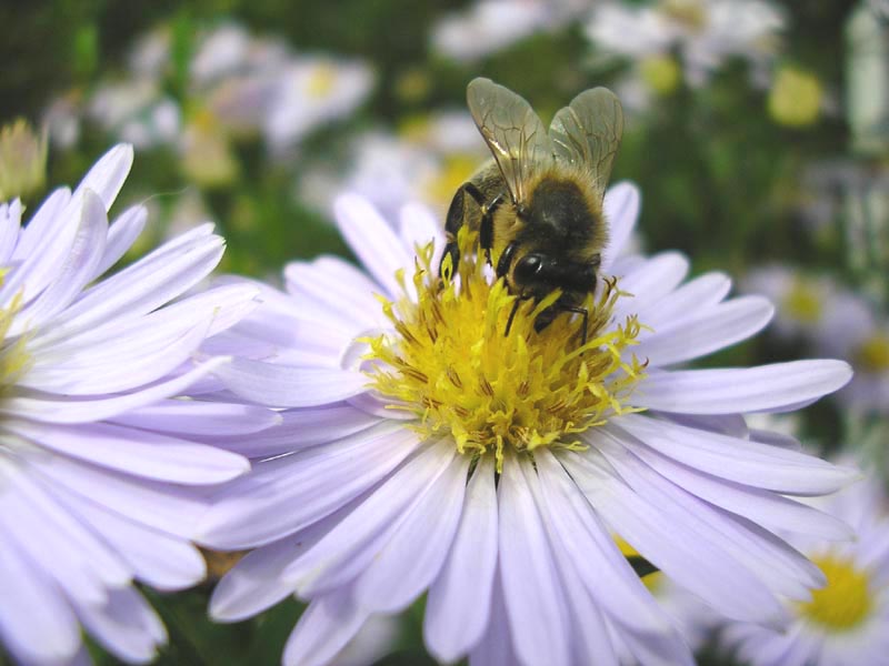 Abeille