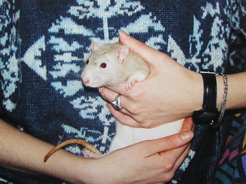 rat blanc