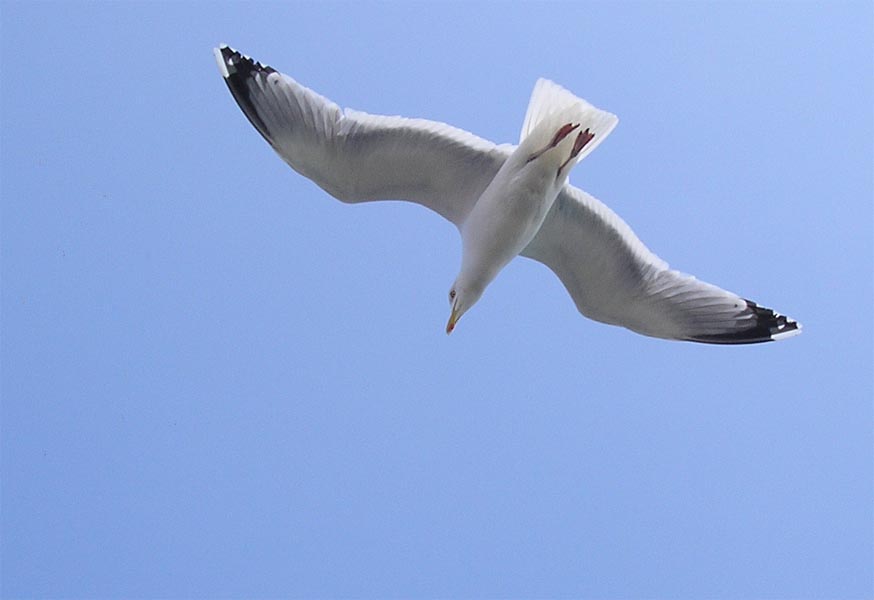 goeland